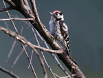 Lesser Spotted Woodpecker
