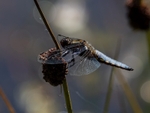Broad-bodied Chaser