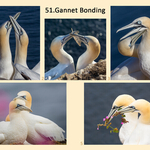 01 Gannet Bonding 0