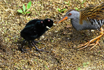 Water Rail adult and ckicks