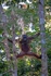 Bornean orangutan in in jungle canopy, Sarawak_008