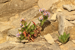 Sea Aster plant, Seacombe, Dorset