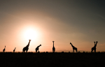 Giraffe Nairobi National Park