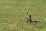 Foxes portfolio