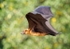 Greater Indian fruit bat