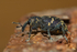 Pine Weevil Portrait