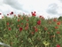 04 Poppies