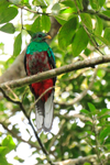 Resplendent Quetzal (male) at Curi-Cancha, Costa Rica