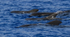 Short finned pilot whale, Madeira, Portugal ref M18)