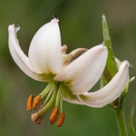 Martagon lily[ or Turk's cap lily (Lilium martagon) an uncommon albino form. 