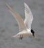 Sandwich Tern about to touch down