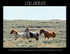 Collaborate Poster Wild Horses