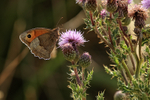 Meadow Brown (female) back lit feeding on Creeping Thistle, Dorset