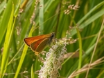 Small Skipper