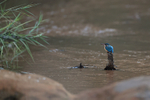 Common Kingfisher (fem...