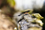 Parasitic wasp