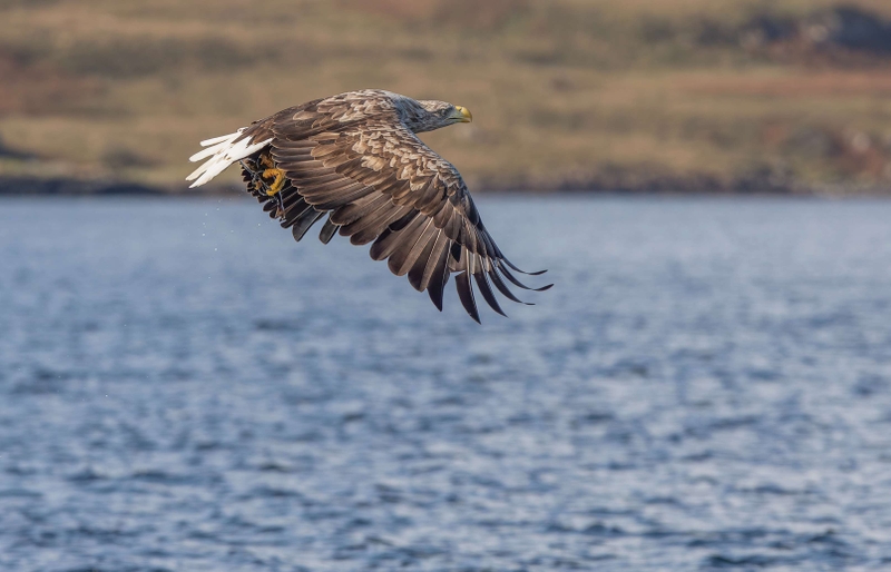 White Tailed Eagle - Isle of Mull - Scotland