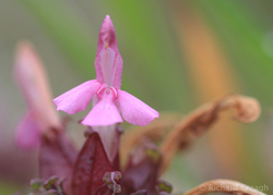 Lousewort