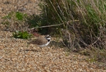 Little Ringed Plover