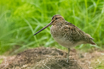 Snipe