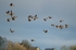 Greater (Greenland) White-fronted Geese