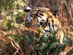 Male Tiger peeps over undergrowth, Panna, Madhyra Pradesh, India