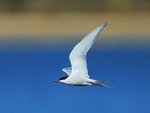Common Tern in flight at Farmoor