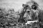 Male Lion  _AGT059