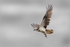 Osprey with Fish,Highlands