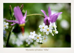 Myosotis sylvatica 'Alba'