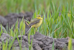 Yellow Wagtail - Motacilla flava