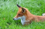 Red Fox
