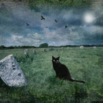 Black Cat and Merry Maidens