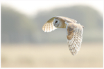 Golden Barn Owl 