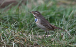 Bluethroat
