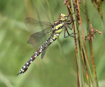 Southern Hawker.