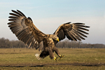 White-tailed Eagle