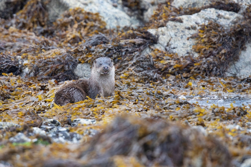 Eurasian Otter - Isle of Mull - Scotland