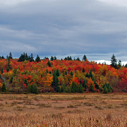The forest along the Renforth Bog in Rothesay, New Brunswick captured in full autumn hues.