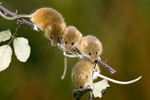 Harvest Mouse (Micromys minutus)