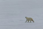 Bear on the pack ice