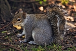 Squirrel 11