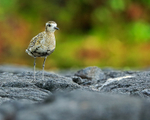 Pacific Golden Plover standing still, Hawaii