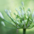 Lily of the Nile