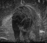 Grizzly Shaking