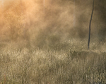 Rising Mist #2