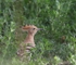 Hoopoe