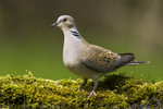 Turtle Dove