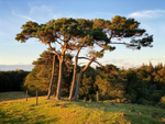 Sunset Pines