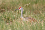 Sandhill Crane sitting on nest, Viera Wetlands, Florida